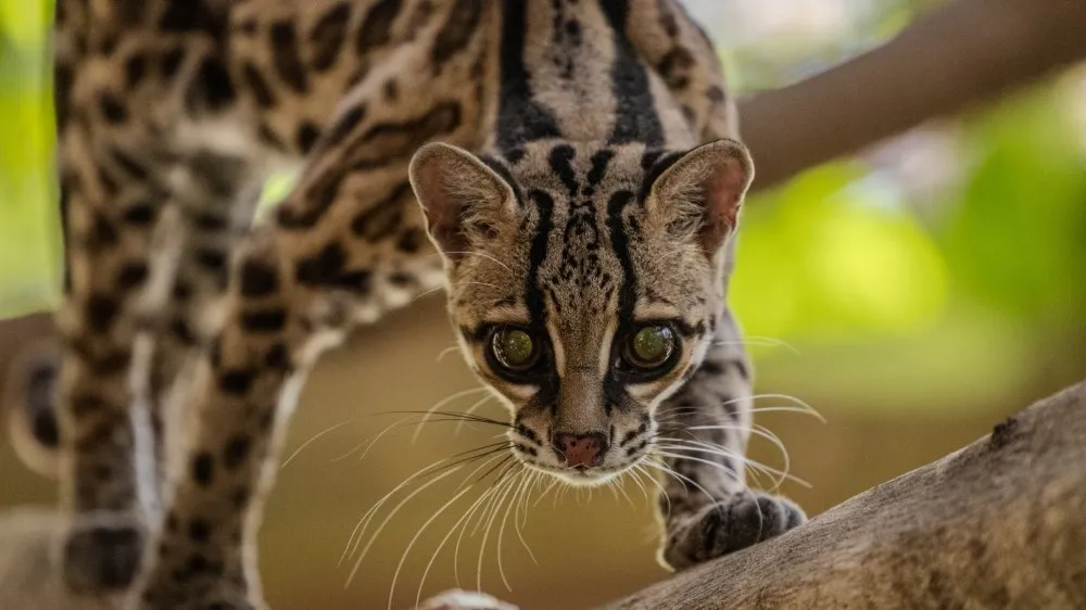a close up of a cat