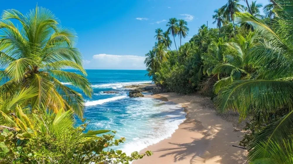 water next to a palm tree