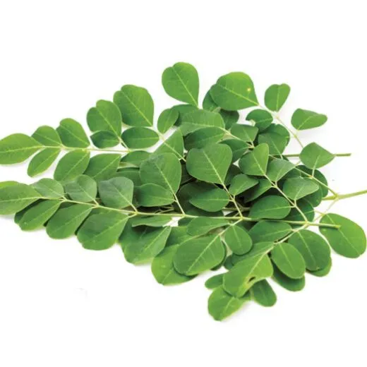 Cluster of green leaves with oval shapes on white background.