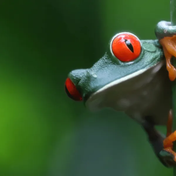 a close up of a frog
