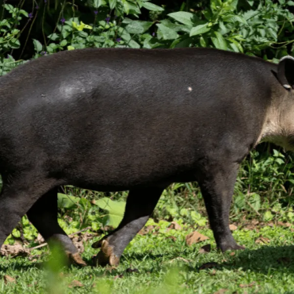 Guide to Wildlife Encounters in Guanacaste: What to Expect