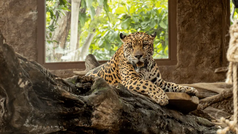 a leopard standing on a rock