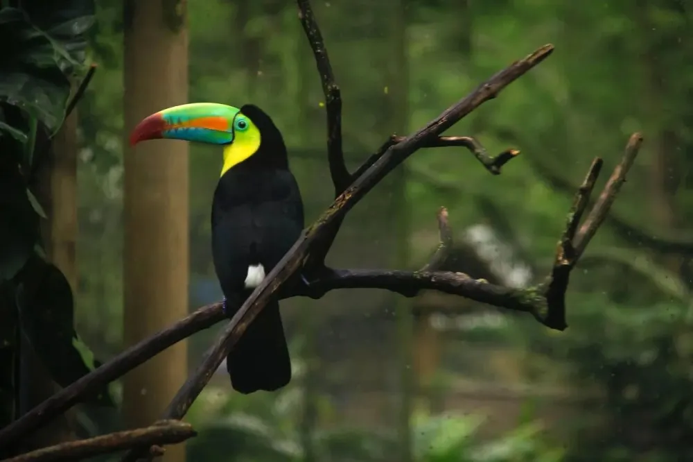 a colorful bird perched on a tree branch