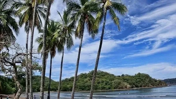 a group of palm trees next to a body of water